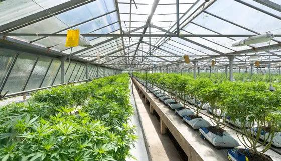 Complete Guide: How to Roll the Perfect Hemp Wrap - TK PLUS