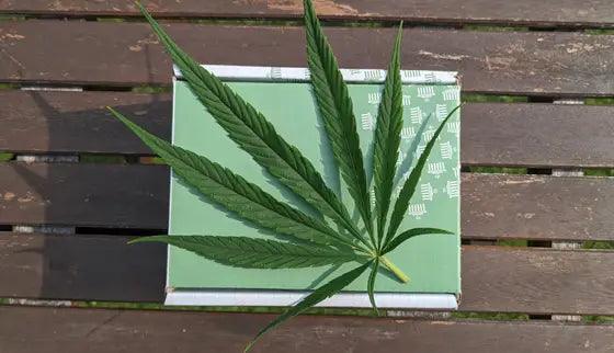 Pre-Rolled Cones Vs. Rolling Your Own: What's the Best Choice? - TK PLUS