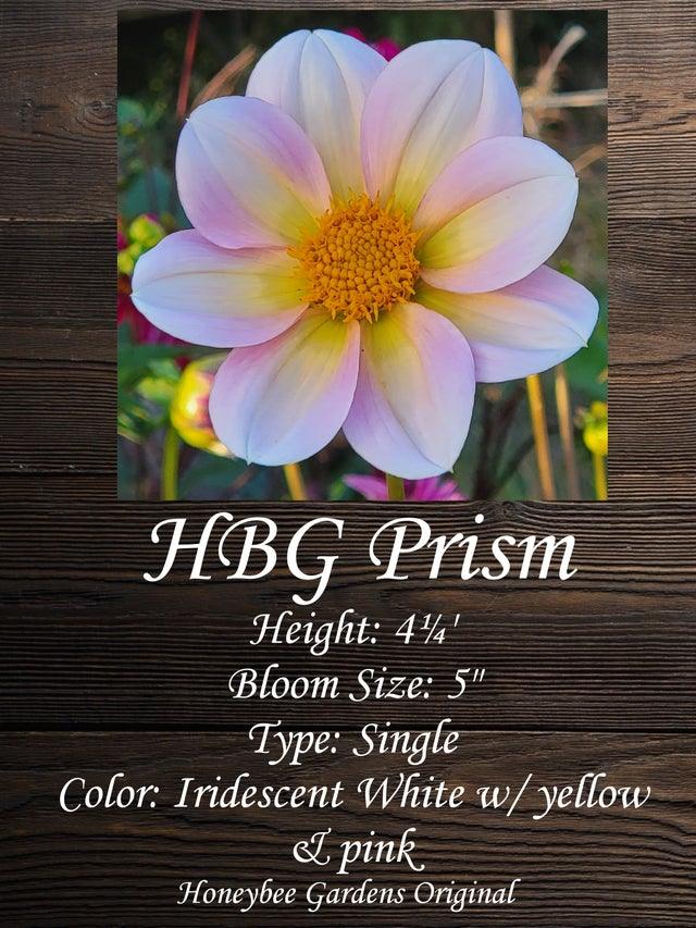 PRISM - Dahlia